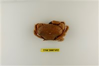 藏品(羅氏毛足蟹)的圖片